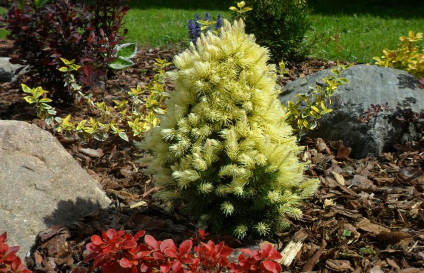 Ялиця Дейзі Вайт в ландшафтному дизайні Ялиця Дейзі Вайт в ландшафтному дизайні