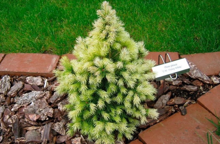 Мульчування яли корою Мульчування яли корою