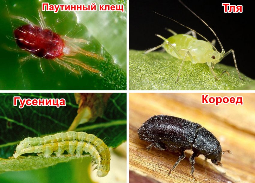 Шкідники бузини