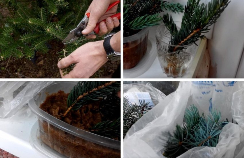 Розмноження яли черенками Розмноження яли черенками