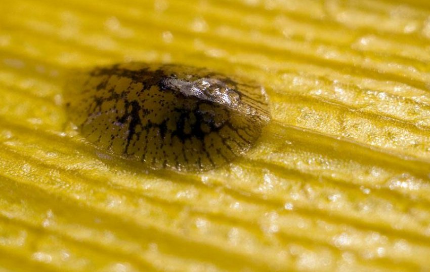 Щитовка Щитовка