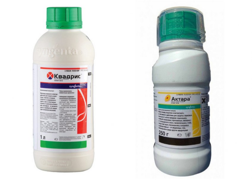 Препарати для лікування бузини