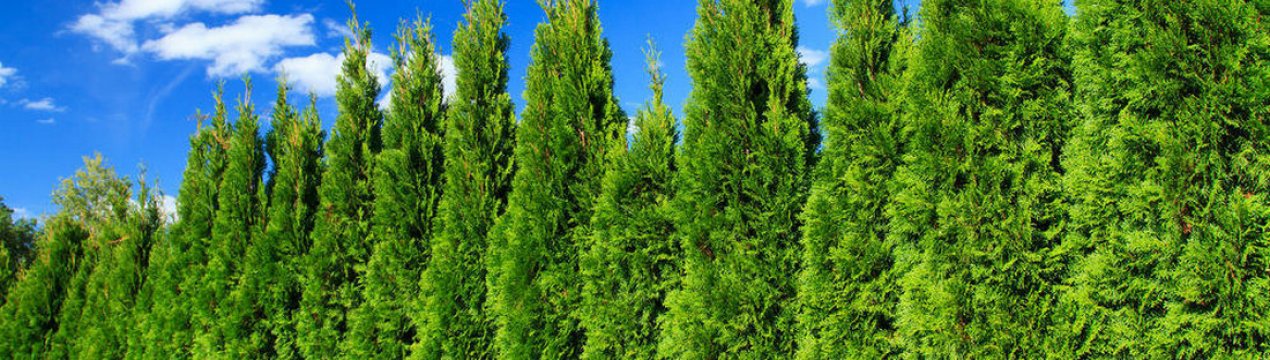 Как вырастить кипарис из семян