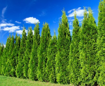 Как вырастить кипарис из семян