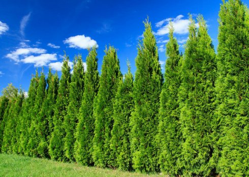 Как вырастить кипарис из семян