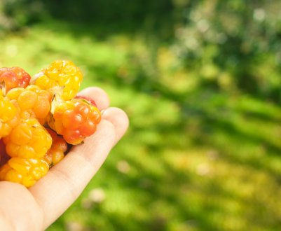 Користь і шкода ягід калини для організму людини