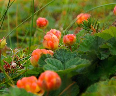 Як виростити подорожник на розсаду на дачі під Москвою