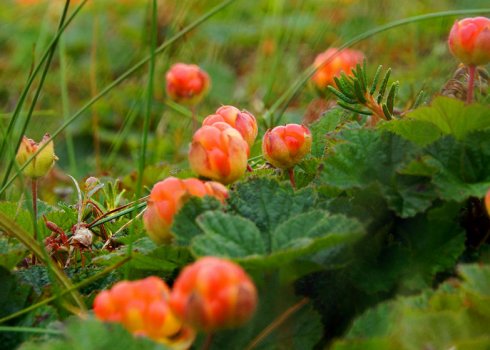 Как вырастить морошку на рассаду, на даче в Подмосковье