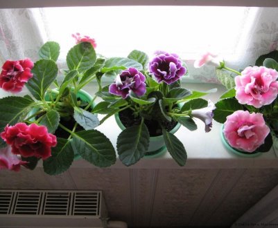 Особливості догляду та розмноження глоксинії в домашніх умовах