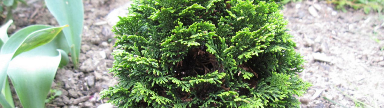 Популярні сорти кипарисівика тупого