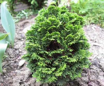 Популярні сорти кипарисівика тупого