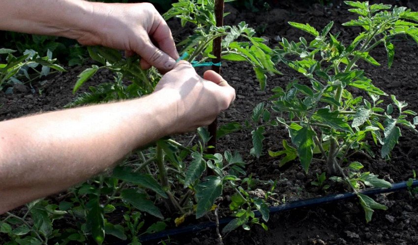 Підв'язування кущів Підв'язування кущів