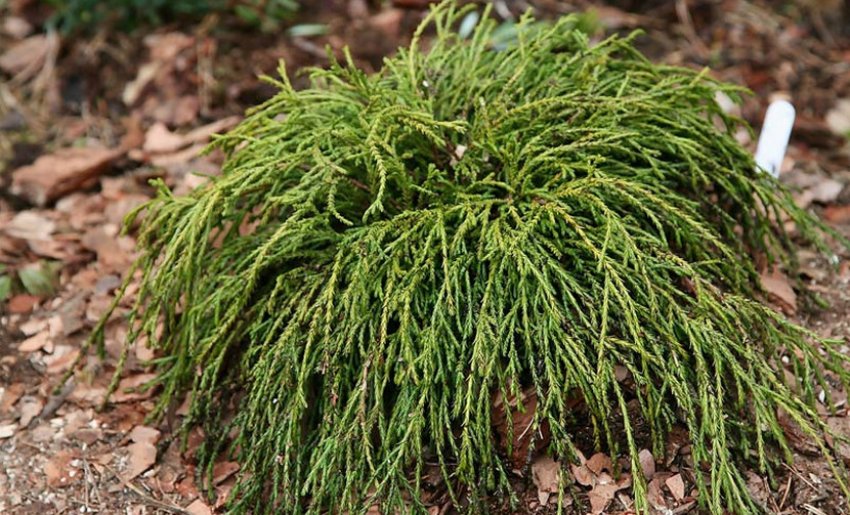 Кипарисовик горохоплодний