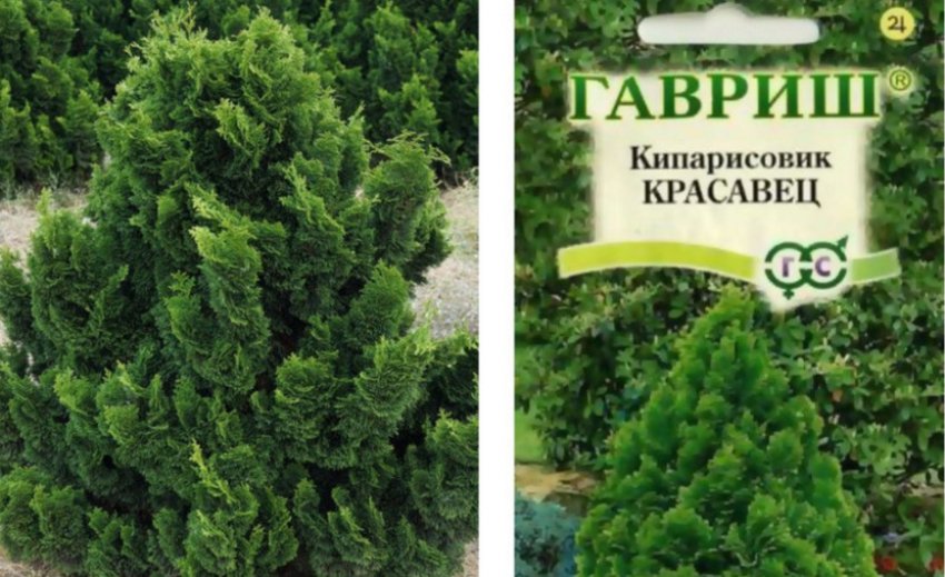 Кипарис Красень