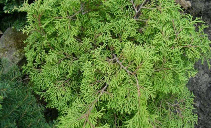 Кипарис Драхт