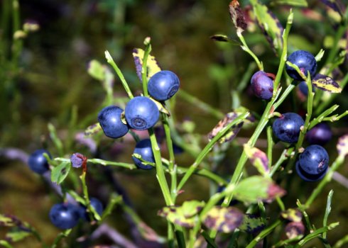 Вирощування чорниці з насіння в домашніх умовах