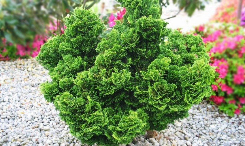 Кипарисовик Нана Граціліс