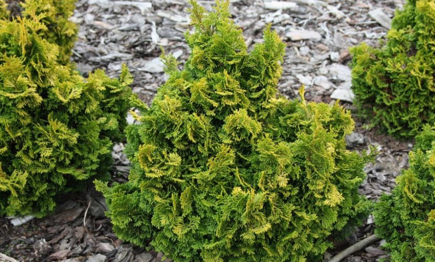 Кипарисовик Аврора