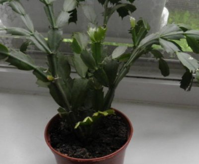 Пересадка декабриста в домашніх умовах: покрокова інструкція, строки пересаджування