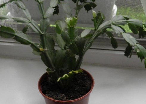 Пересадка декабриста в домашніх умовах: покрокова інструкція, строки пересаджування