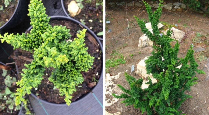 Кипарисовик Чирмен