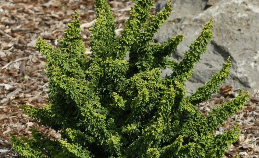 Кипарисовик Тедді Бір