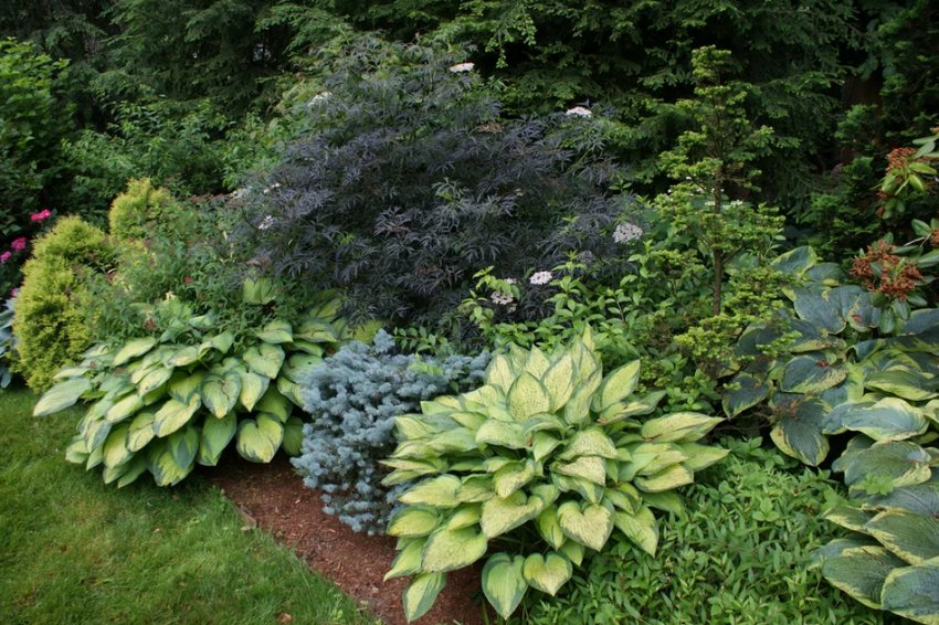 Бузина в ландшафтному дизайні