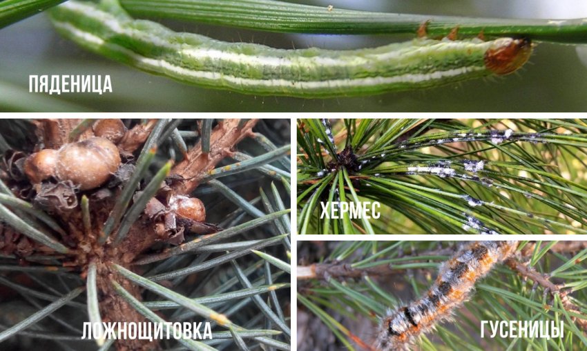 Шкідники кедра Шкідники кедра