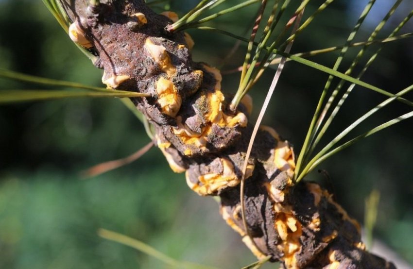 Ржавчина кедра Ржавчина кедра