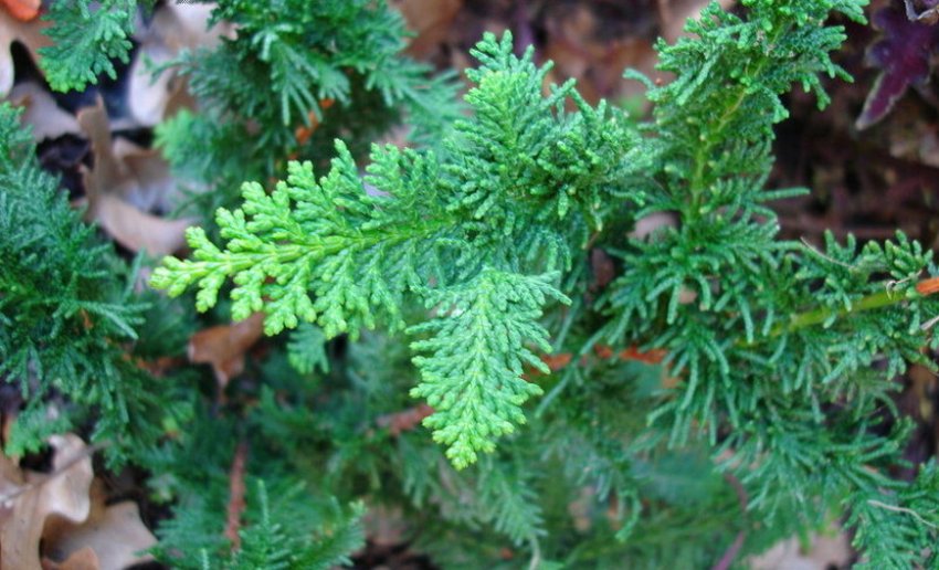 Кипарисовик Філікоїдес