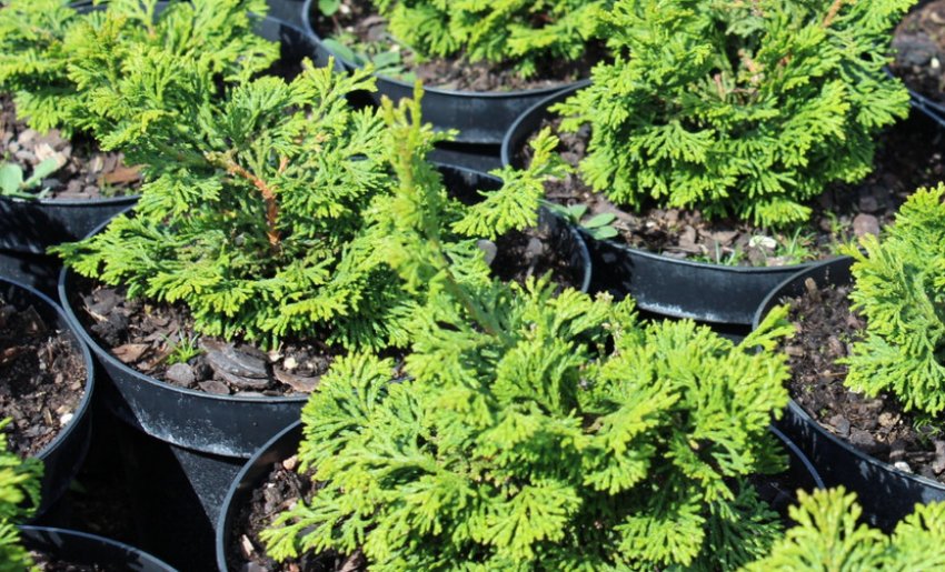 Кипарисовик Контрота