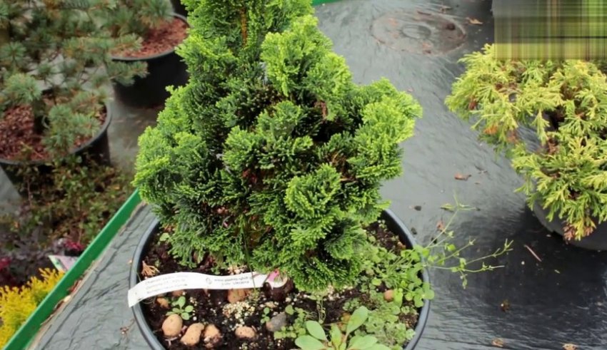 Кипарисовик Контрта