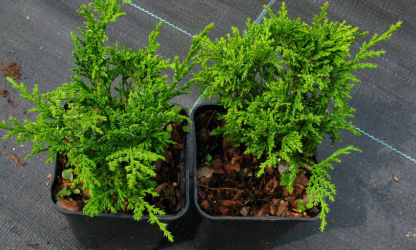 Кипарисовик Пігмея