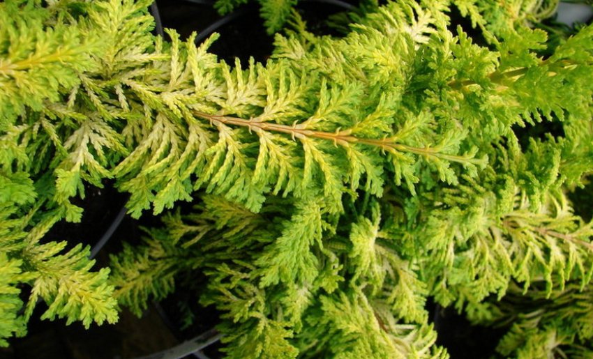 Кипарисовик Фернспрей Голд