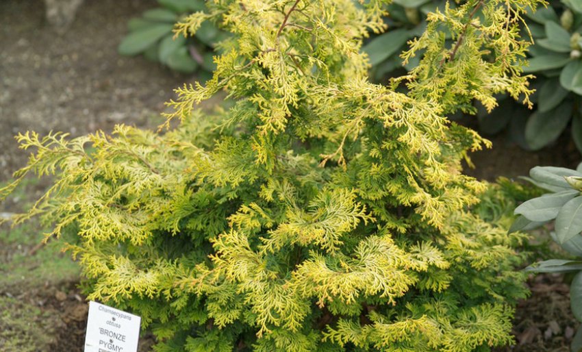 Кипарисовик Бронз Пигми