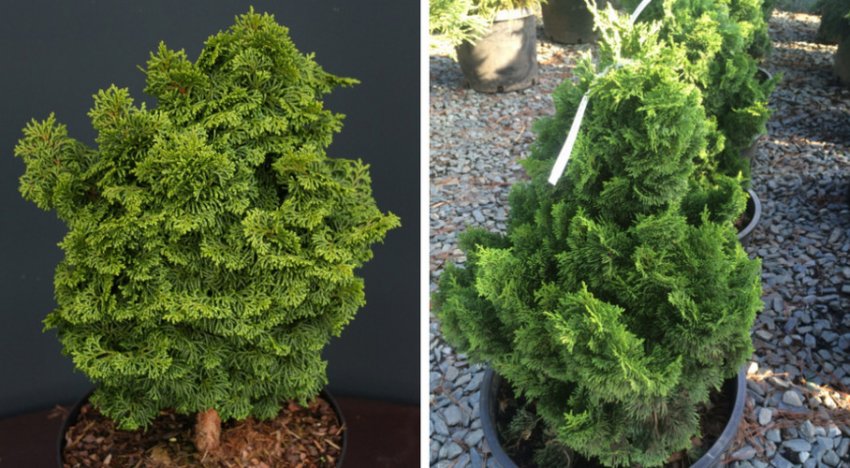 Кипарисовик Костери