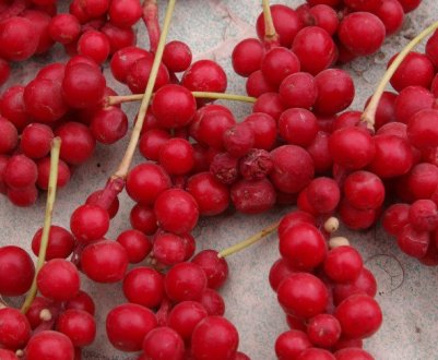 Способи розмноження китайського лимонника