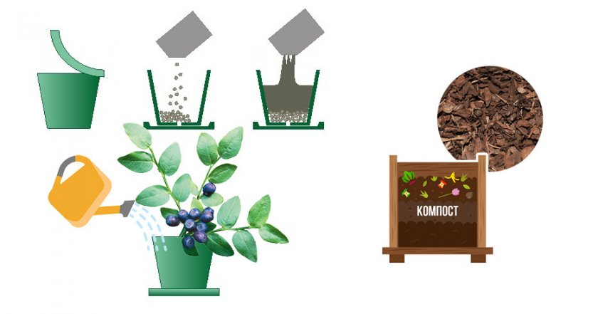 Как выращивать чернику в домашних условиях?
