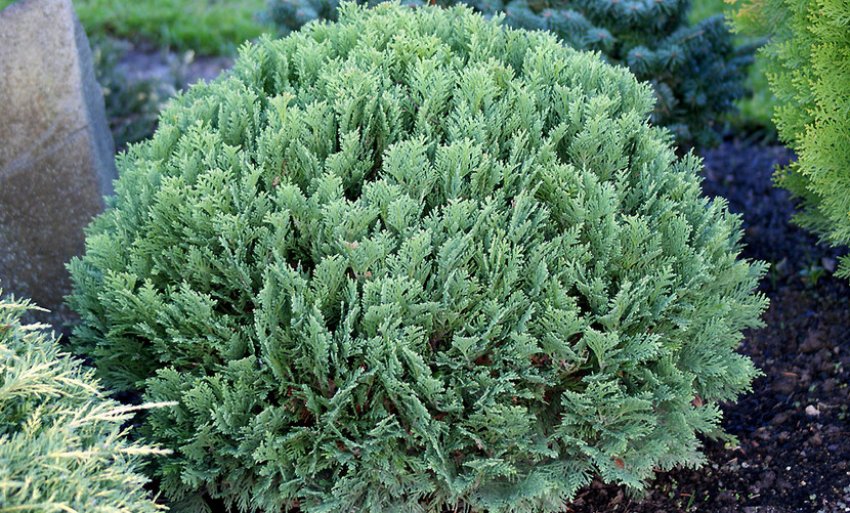 Кипарисовик Мініма