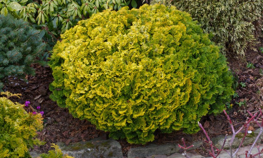 Кипарисовик Нана Ауреа