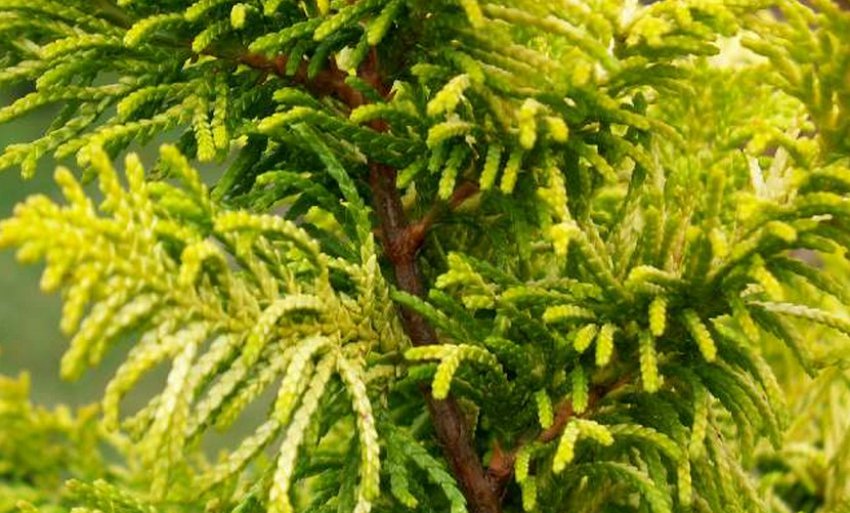 Тетрагона Ауреа