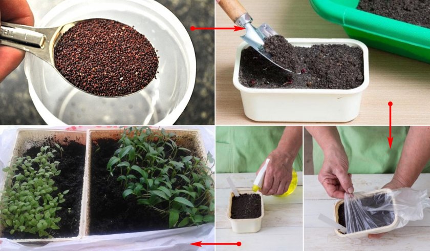 Как выращивать чернику в домашних условиях?