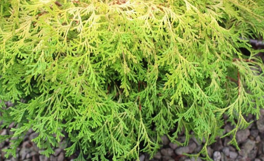 Кипарисовик Камарачиба