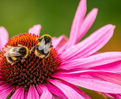 Найбільший завод з виробництва шмелів знаходиться в Словаччині