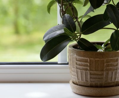 Причины отсутствия цветения жасмина и что при этом делать