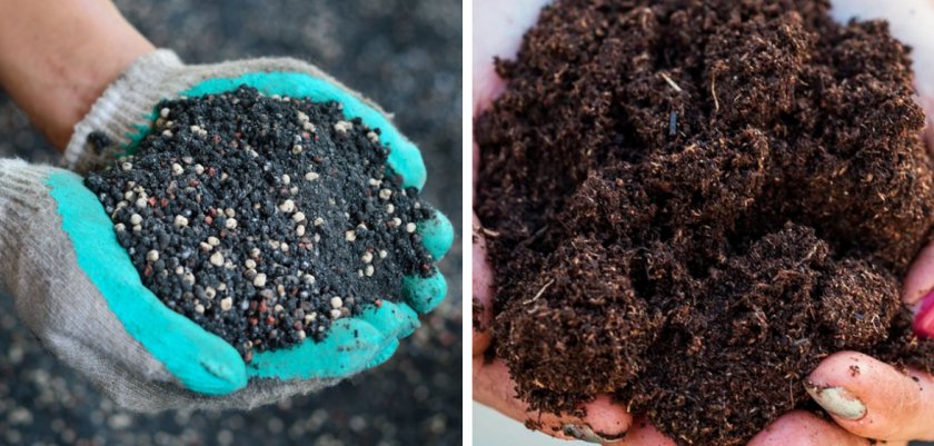 Как выращивать чернику из семян в домашних условиях?