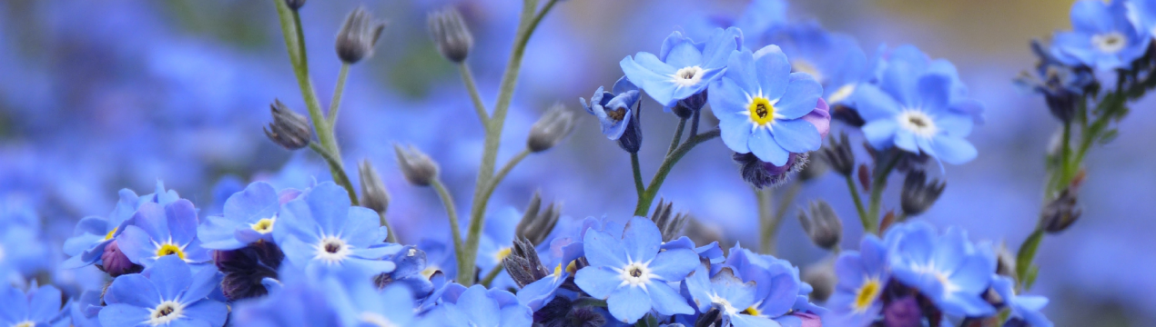 Незабудка є видом квітів, які ростуть на полі