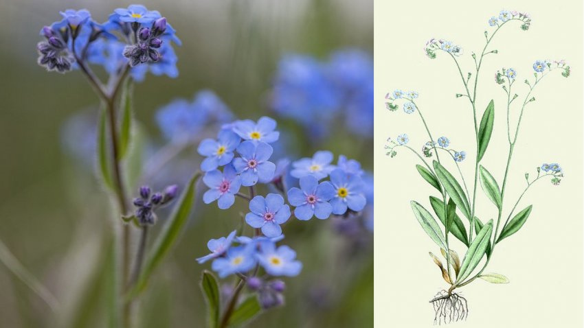 Польова незабудка Польова незабудка