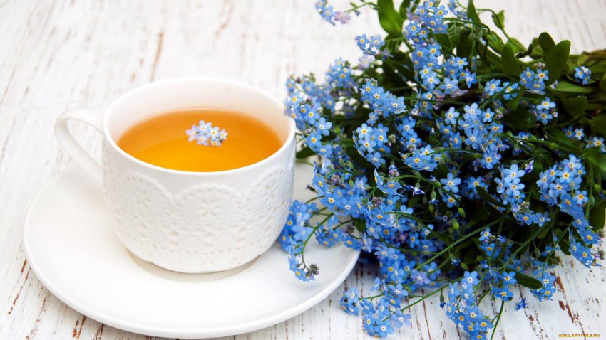 Відвар незабудки Відвар незабудки