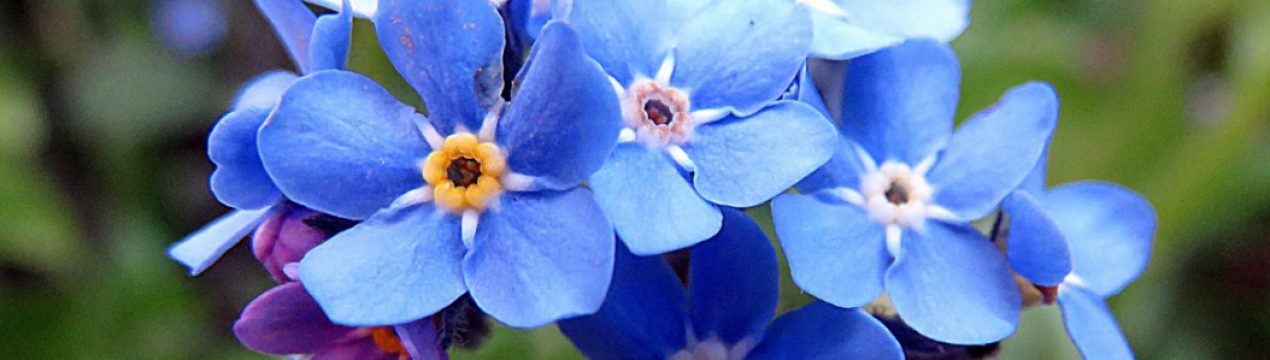 Саджання та догляд за квіткою фіалки